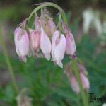 Dicentra formosa 'Langtrees' - 