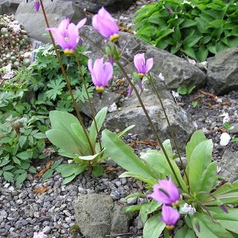 Dodecatheon meadia 'Queen Victoria'