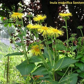 Inula magnifica 'Sonnenstrahl'