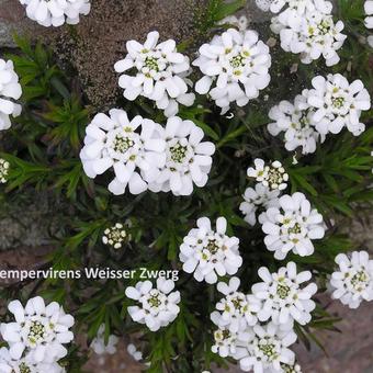 Iberis sempervirens 'Weisser Zwerg'