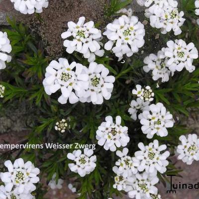 Iberis sempervirens 'Weisser Zwerg' - 