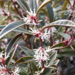 Sarcococca - 