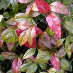 Nandina domestica - BAMBOU SACRÉ, BAMBOU CÉLESTE, NANDINE DOMESTIQUE - Nandina domestica