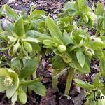 Helleborus odorus - 