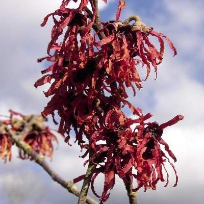 Hamamelis x intermedia ‘Diane’ - 