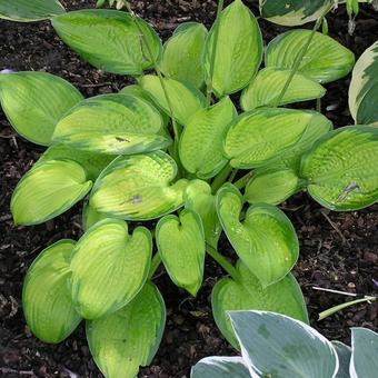 Hosta 'Paradigm'