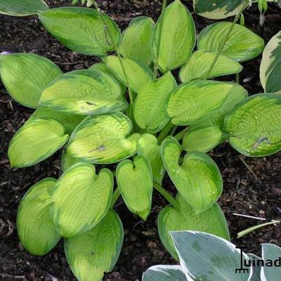 Hosta 'Paradigm'