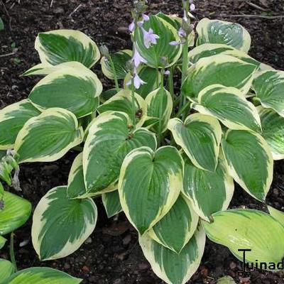 Hosta 'Mama Mia'