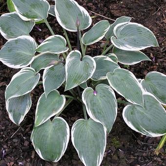 Hosta 'El Nino'