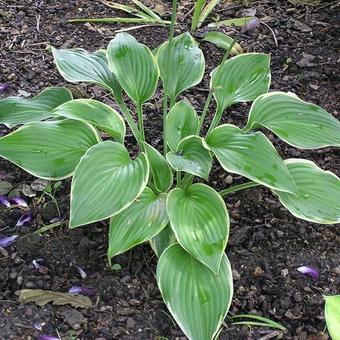 Hosta 'Prima Donna'