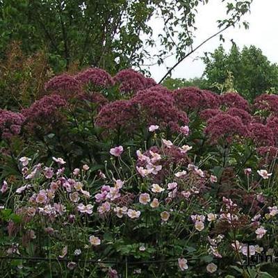 Eupatorium maculatum 'Riesenschirm' - Eupatorium maculatum 'Riesenschirm'