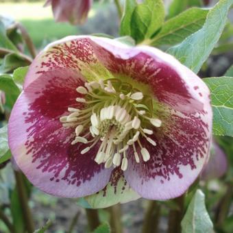 Helleborus orientalis 'Pink Spotted'