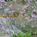 Limonium latifolium 'Blauer Diamant' - 