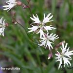 Silene flos-cuculi 'Alba' - 