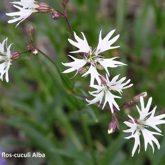 Silene flos-cuculi 'Alba'