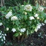 Helleborus orientalis 'Double White Spotted' - 