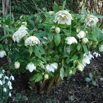 Helleborus orientalis 'Double White Spotted'