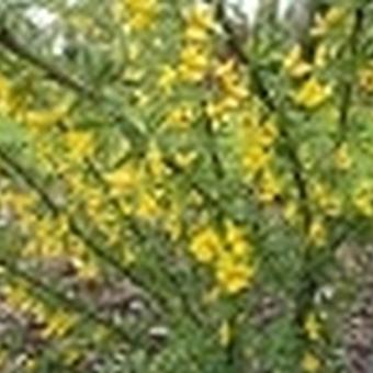 Coronilla valentina