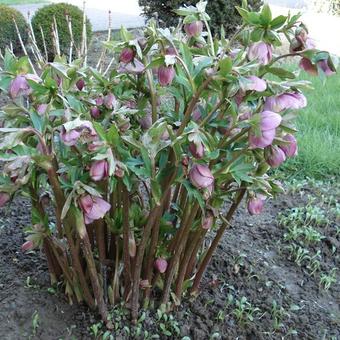 Helleborus orientalis 'Pink Spotted'