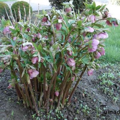 Helleborus orientalis 'Pink Spotted' - 