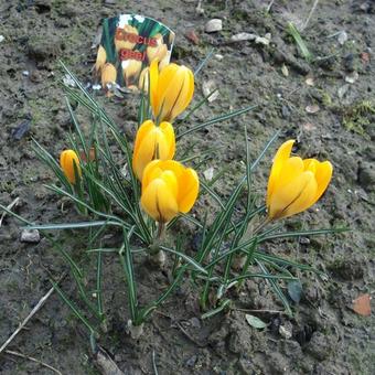 Crocus vernus