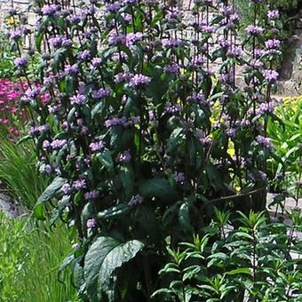 Phlomis tuberosa 'Amazone'