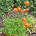 Meconopsis cambrica 'Muriel Brown' - 