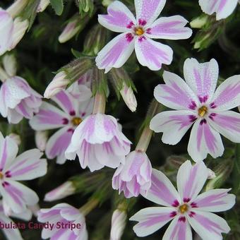 Phlox subulata 'Candy Stripes'