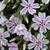 Phlox subulata 'Candy Stripes'