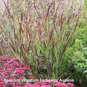 Panicum virgatum 'Farbende Auslese'