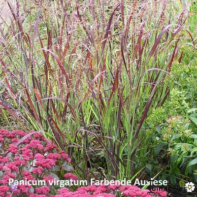 Panicum virgatum 'Farbende Auslese' - Panicum virgatum 'Farbende Auslese' 