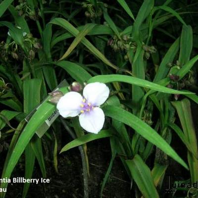 Tradescantia andersoniana 'Billberry Ice' - Tradescantia andersoniana 'Bilberry Ice'