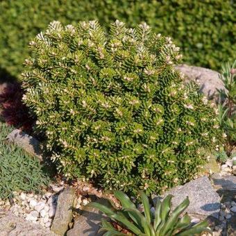 Picea sitchensis 'Tenas'