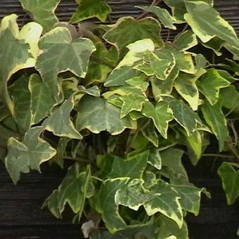 Hedera helix 'Goldchild'