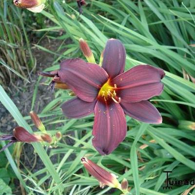 Hemerocallis 'American Revolution' - Hemerocallis 'American Revolution'