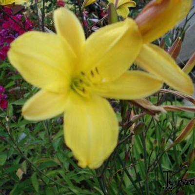 Hemerocallis 'Corky' - 