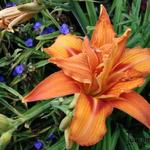 Hemerocallis 'Kwanso' - 