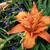 Hemerocallis 'Kwanso'