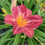 Hemerocallis 'Cherry Cheeks' - 