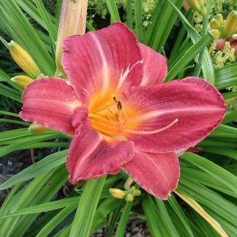 Hemerocallis 'Cherry Cheeks'