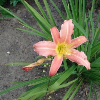 Hemerocallis 'Cara Mia'