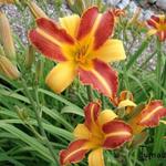 Hemerocallis 'Frans Hals' - Hemerocallis 'Frans Hals'