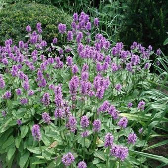 Stachys monieri 'Hummelo'