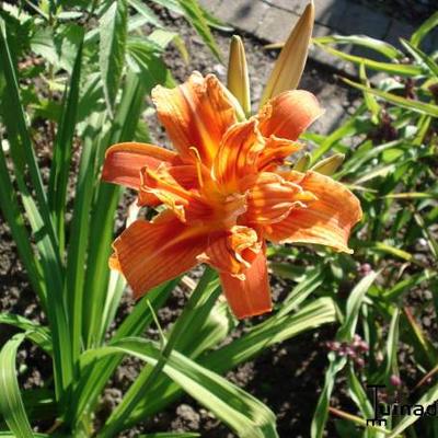 Hemerocallis 'Kwanso' - 