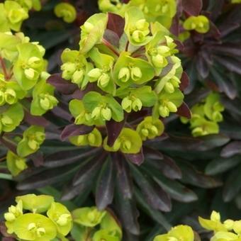 Euphorbia amygdaloides 'Purpurea'