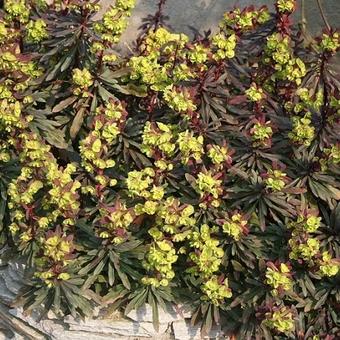 Euphorbia amygdaloides 'Purpurea'