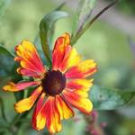 Helenium 'Chelsey' - 