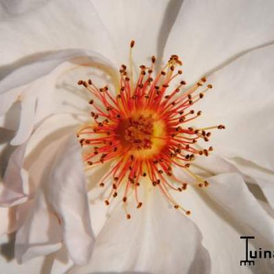 Rosa 'Jacqueline du Pré'  - 