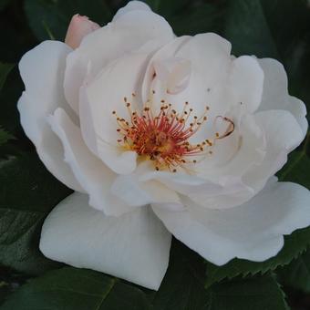 Rosa 'Jacqueline du Pré'