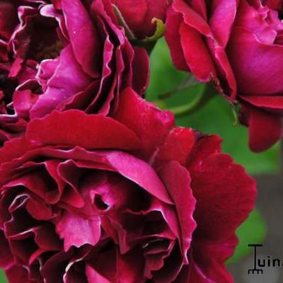 Rosa 'Baron Girod de l'Ain' - 